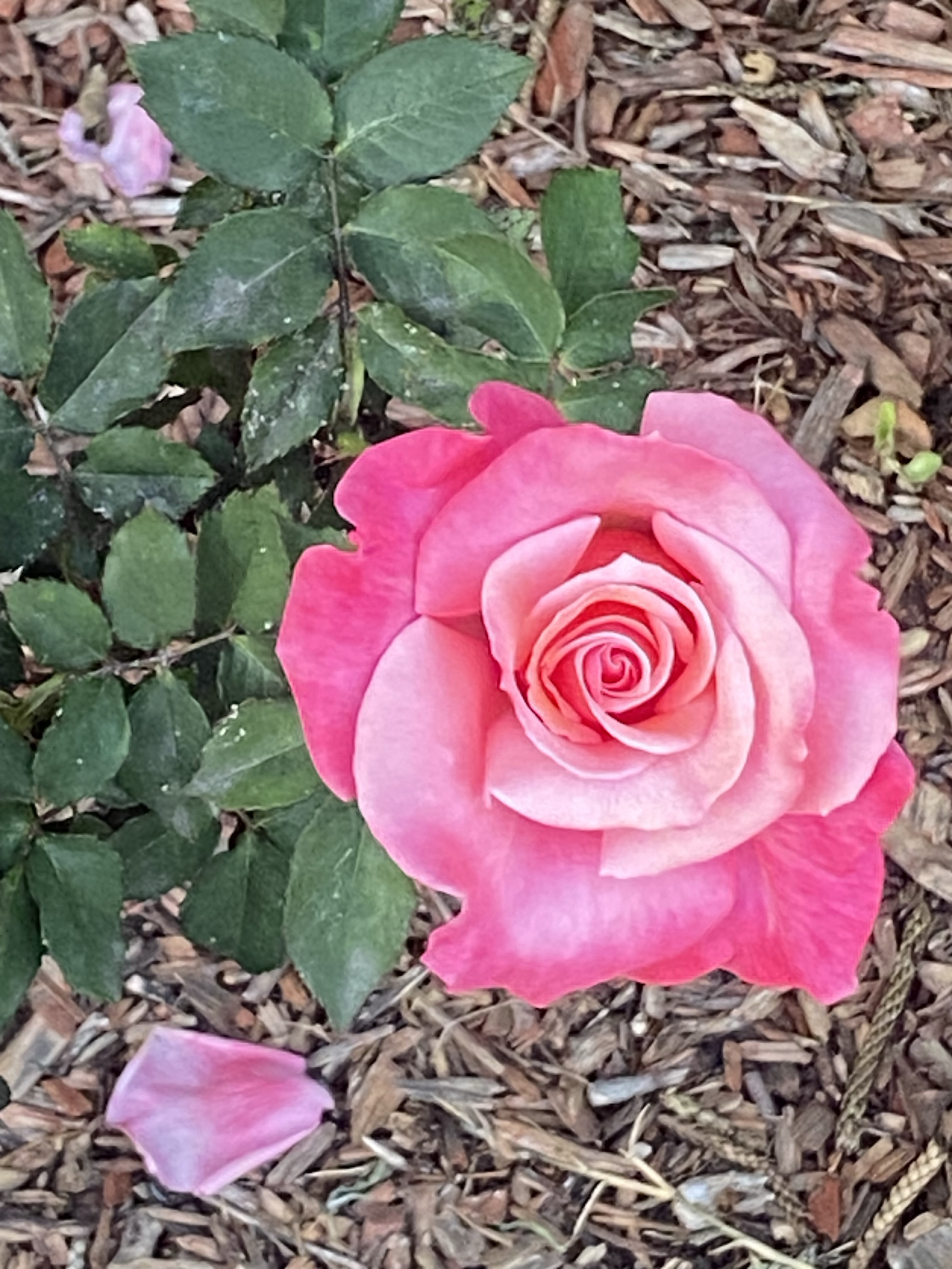 Bringing Spring to Life: My Pink Roses Journey