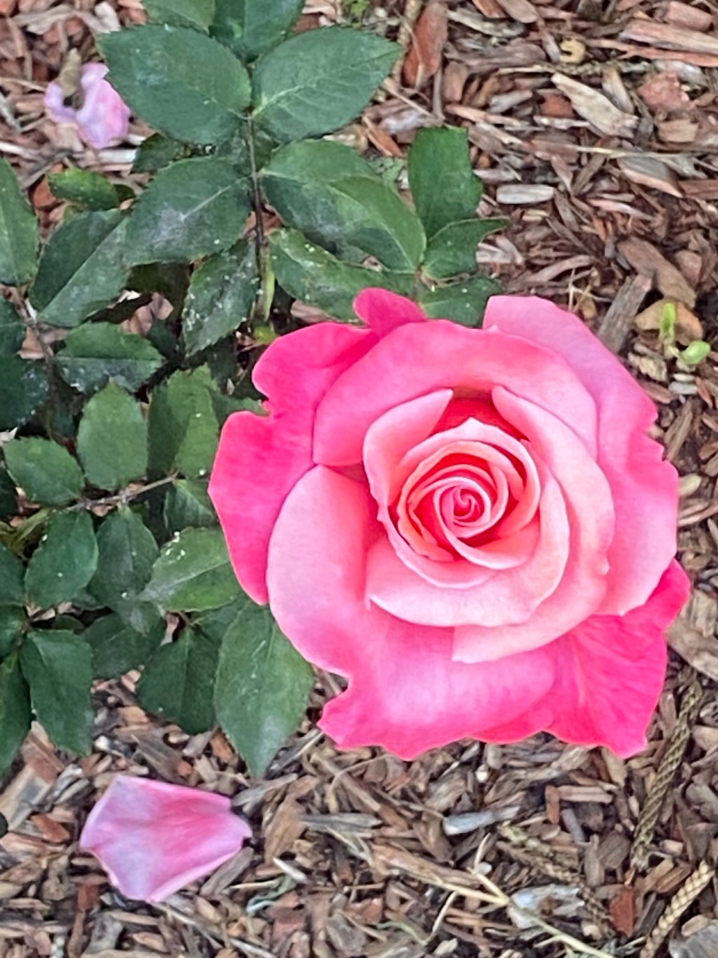 Bringing Spring to Life: My Pink Roses Journey