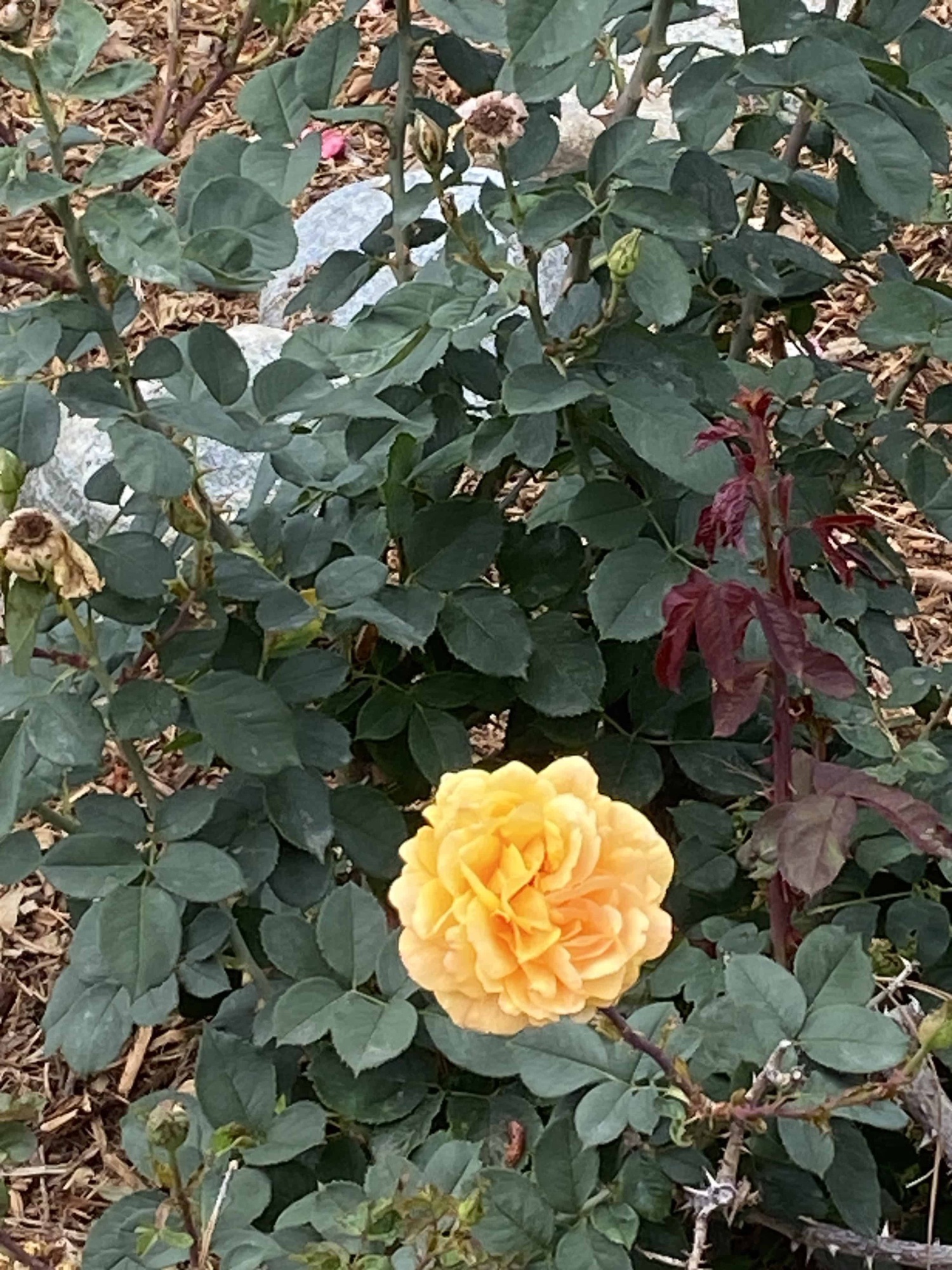 Discover Beautiful Gardens Near Los Angeles